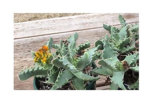 Pcs - 5x Faucaria Felina Zwergsukkulente Chambre Jardin Plantes - Graines B1480 - Seeds & Plants Shop by Ipsa