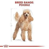 Royal Canin Pudel 1,5 kg