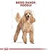 Royal Canin Pudel 1,5 kg