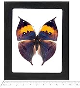Amazon.com: BicBugs Morpho didius REAL FRAMED Blue BUTTERFLY PERU
