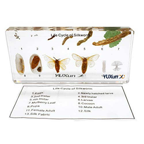 Life Cycle of a Silkworm Science Classroom Specimens for Science Education?Real Insect Growth History Specimen Biological Entomology