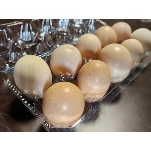 訳あり 烏骨鶏の卵 20個[卵 たまご 烏骨鶏 うこっけい 卵焼き ゆで卵 家庭用 業務用 香川県 さぬき市]