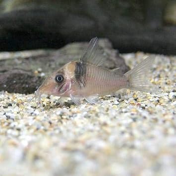 Amazon 熱帯魚 コリドラス ヴァージナエ ワイルド ３匹 北海道航空便要保温 Charm チャーム 水槽 アクアリウム 通販