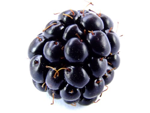 100 Blackberry Fruit Bush Rubus Seeds #TOP3