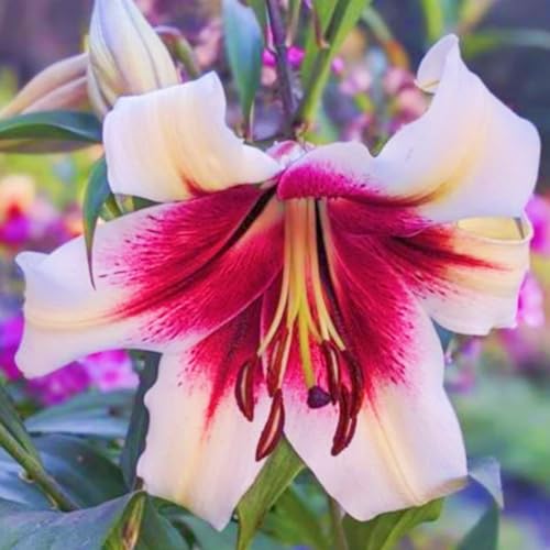 HGJKYTFCDG Lirios - Adecuado para bancal y maceta - Juego de lirios resistentes al invierno con perenne de 4 lirios de tubérculo R