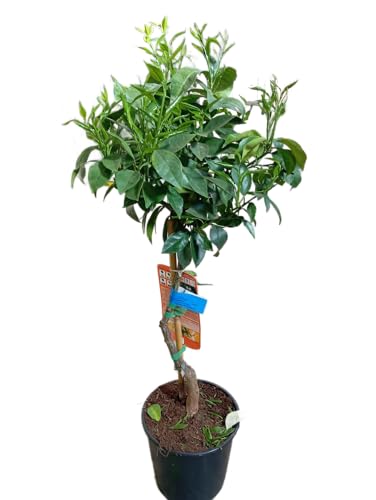 Citrus Sinensis Natural – Árbol Frutal de Exterior en Maceta de 17cm Ideal para Cultivo Casero