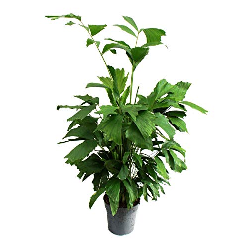 Exotenherz - Caryota mitis - Palma de cola de pescado - 120 cm de alto - Palma solitaria