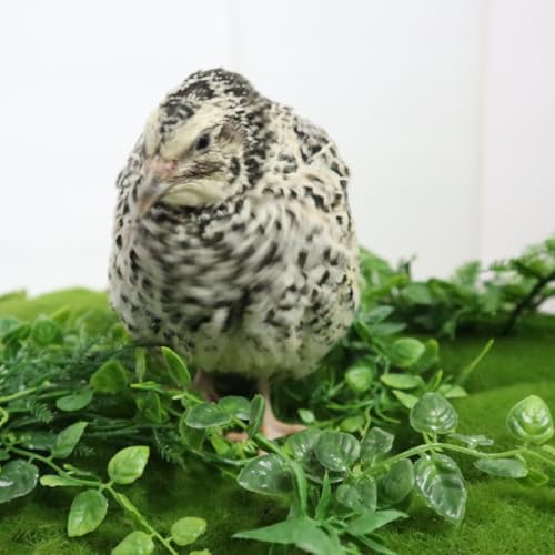 Pearl Pansy Quail Hatching Eggs, Fertile Coturnix Eggs for Incubation (Count, 12, Count)