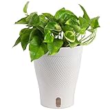 Costa Farms Lemon Meringue Pothos Live Plant in Self Watering Pot, Indoor Houseplant, Perfect for Home, Room, or Office Decor, Great House Warming or Birthday Gift, 10-12 Inches Tall