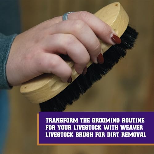 Weaver Livestock Barn Brush, Wooden Grooming Brush for Goat, Sheep, Pigs, Cattle, Stiff Bristles for Dirt Removal, Show Animal Grooming Tools - Image 3