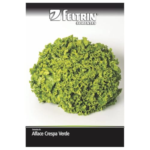 Kit 4 Sementes de Alafce (Crespa, Roxa, Americana e Mimosa)