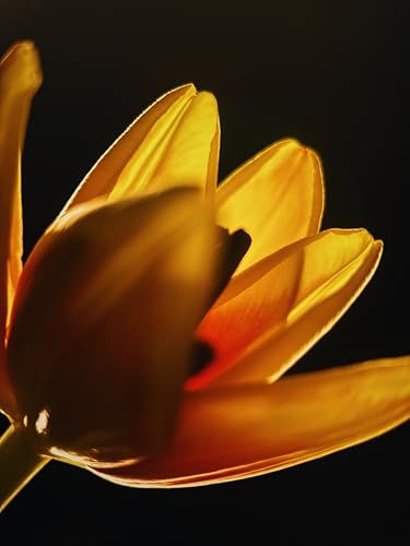 Moment 10x Macro Lens