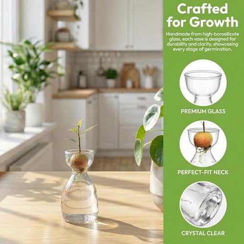 Image of Hiceeden 3 Pack Avocado Seed Starter Vase for Growing, Glass Acorn Tree Growing Kit Vase, Small Avocado Tree Plant Pot Seed Planter, Flower Bud Vases Gift for Gardening Lovers