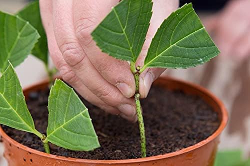 CUQOO Premium Rooting Powder for Healthy Roots  Organic Rooting Hormone for Cutting - Rooting Powder For Cuttings & Promotes Strong Healthy Roots  Natural Rooting Powder for All Edible (1 Pack)