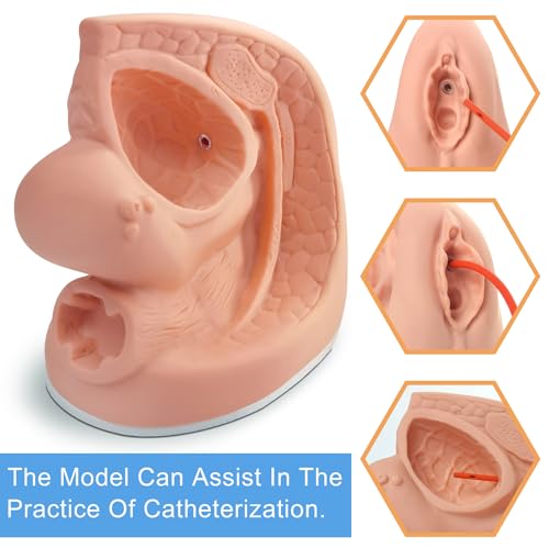 Image of Female Catheterization Model Internal and External Genital Anatomy Model for Clinical Teaching and Medical Education Training Practice, 1 Piece