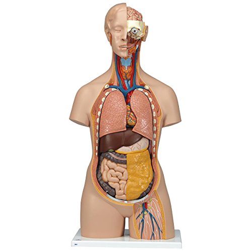 Image of 3B Scientific B19 Classic Unisex Torso 18-part w / opened neck and back - 3B Smart Anatomy