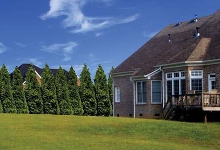 Thuja Arborvitae Green Giant - 10 Live Quart Size Plants - Evergreen Privacy Trees #TOP3