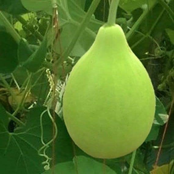 OMG ORGANIC SEEDS ! Round bottle gourd 100 Seeds (B08RB7GX7T) Amazon Price History, Amazon Price Tracker