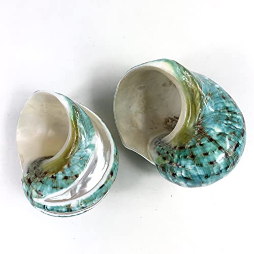 Image of Heyiwell 2PC Jade Green Turbo & Jade Green Turbo Banded Shell,Hermit Crab Shell,Turbo Shells Hermit Crab Supplies for Decor 2.5 inch~ 3.5 inch Inch