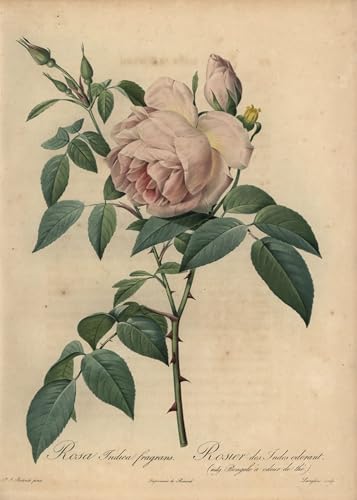 Lienzo decorativo Rosa Odorata Pierre Redouté impresión de alta resolución 60x90