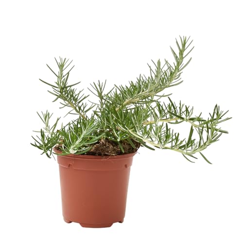 Verdecora Romero Rastrero maceta Ø11cm | Rosmarinus officinalis prostratus | Planta Aromática y Tapizante para Jardín, Maceta o Rocalla