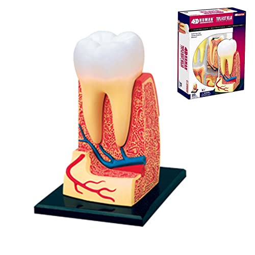 Modèle de dents éducatif WUURAA pour démonstration en classe - 8