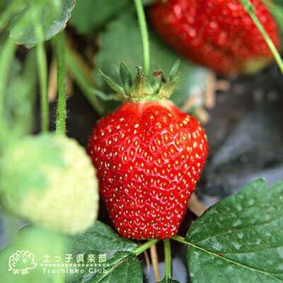 K.HANA様用　苺苗９-10.5cmポット混合354ほん K.HANA様用苺苗9-10.5cmポット混合354ほん