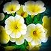 Baby Duck Yellow Petunia Flower Seed Pack 100 Stratisfied Seeds
