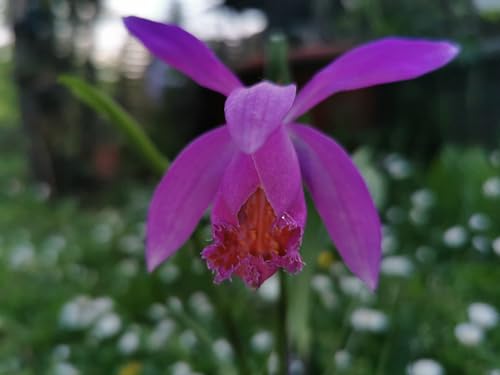 Blumenzwiebeln - Rarität : Pleione Tongariro - Gartenorchidee 1 Blumenzwiebeln/Bulbe