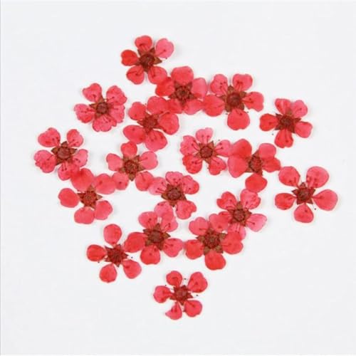 Accesorios de flores secas naturales para arte en uñas, 20 piezas miniatura 6