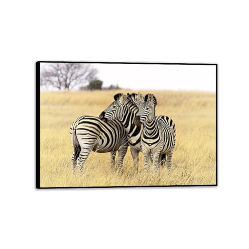 Impression sur toile zèbres décoration murale savane cadre noir 42x30