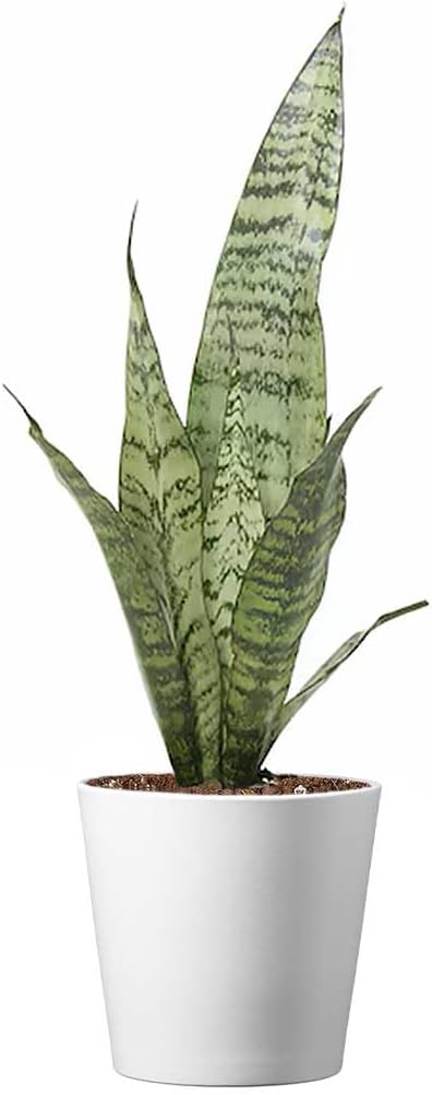 American Plant Exchange Snake Plant – Medium 5-Inch Pot Yellow Sansevieria Trifasciata, Drought-Tolerant, Air-Purifying Live Houseplant for Home, Office, or Outdoor Patio Garden Décor