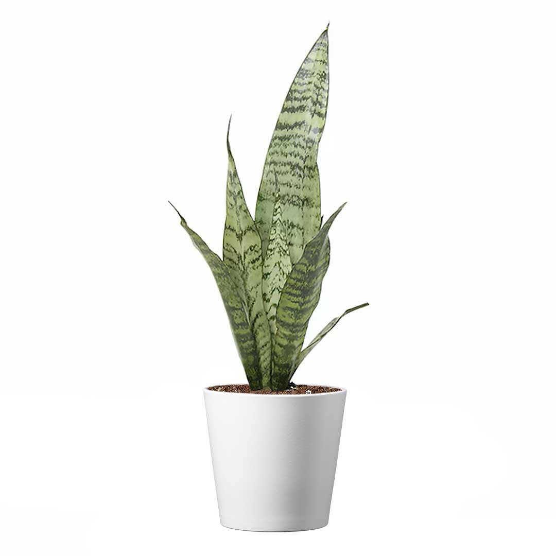 American Plant Exchange Snake Plant Sansevieria Zeylanica