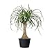 AMERICAN PLANT EXCHANGE Ponytail Palm Single Trunk Live Plant, 6" Pot, Indoor/Outdoor Air Purifier