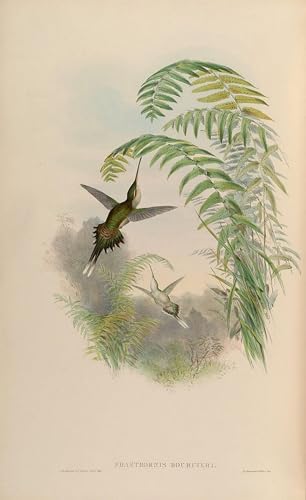 Oiseau Phaethornis Bourcieri John Gould Poster Toile Animaux Déco Murale Salon Tableau 60x90