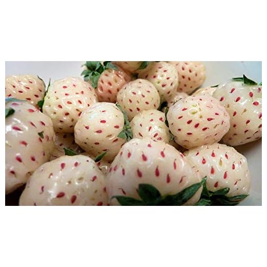 100+ White Soul Strawberry Seeds Fragaria Vesca Fruit Flower Berry
