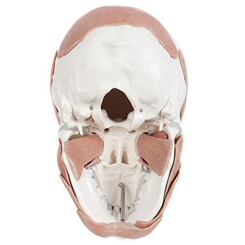 Axis Scientific 3-Part Painted Skull Model With Facial Musculature – Life Size Anatomical Skull Model With 36 Removable Parts #TOP7