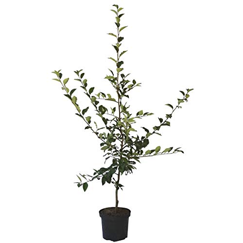 Quittenbaum Konstantinopeler Apfelquitte Buschbaum 110-140 cm im 9,5 Liter Topf Unterlage Quitte A