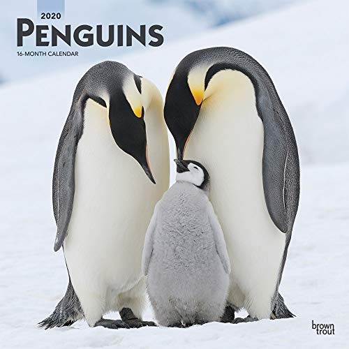 Télécharger Penguins 2020 Calendar Livre PDF Gratuit