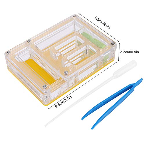 Acrilico Pet Ant Castle, Nursery Formicarium
