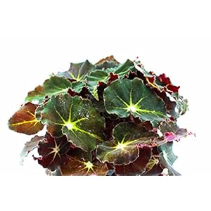 Begonia Rex mix “Magic Colours” | Rooted snijdingen groen/geel