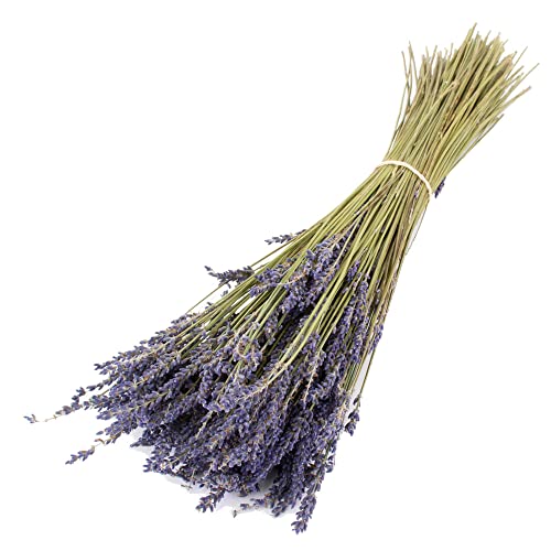 Ramo de Flores Preservadas de Lavanda Flores Secas Naturales Bouquet Lavanda