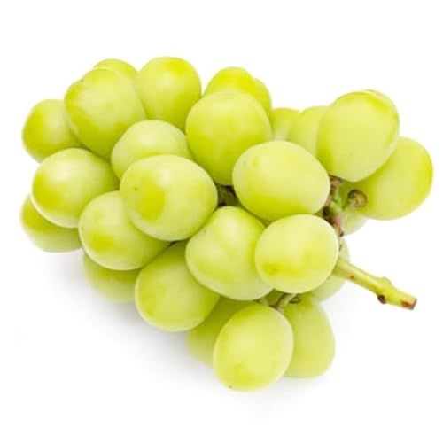 RY VC}XJbg E_ƈY (1[i350`600gj Mtg Ε yY y YUM NOSH zy FFC z