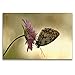 Produktbild CALVENDO Premium Textil-Leinwand 120 x 80 cm Quer-Format Damenbrett (Melanargia galathea), Leinwanddruck von Markus Kärcher