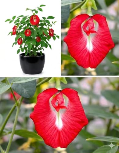 Image of Rare Red Aparajita Flower Live Plant | Red Butterfly Pea (Clitoria Ternatea) Medicinal Creeper with Pot | Fast Growing Flowering Climber for Home Garden, Balcony & Outdoor Use | (Pack of 1)