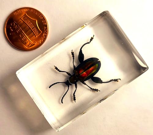 Image of 44mm Real Jewel Frog Beetle in Crystal Clear Lucite Resin Specimen Preserved Sagra Buqueti Insect Taxidermy Collection for Biology Science Education & Desk Ornament Display Supplies