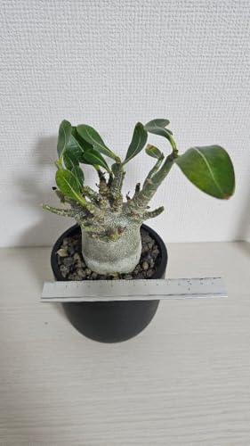 �򍪐A�� �A�f�j�E�� �A���r�J�� �h���[�t