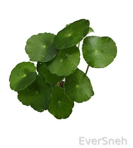 EverSneh Hydrocotyle pennyworth Live Plant Indoor Live Plant For Garden Hanging With Black Plastic Pot 4 Inch Size (B0B7R6857M) Amazon Price History, Amazon Price Tracker