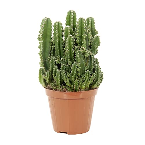DECOALIVE Cactus del Ordenador Planta Natural Anti Radiaciones