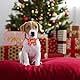 Bekecidi 9 Pack weihnachtliche Hundefliegen, Katzenhalsband Schneemann Weihnachtsbaum Elchmuster Fliegen für Hunde Katzen Haustiere Weihnachtsfest Dekorationszubehör
